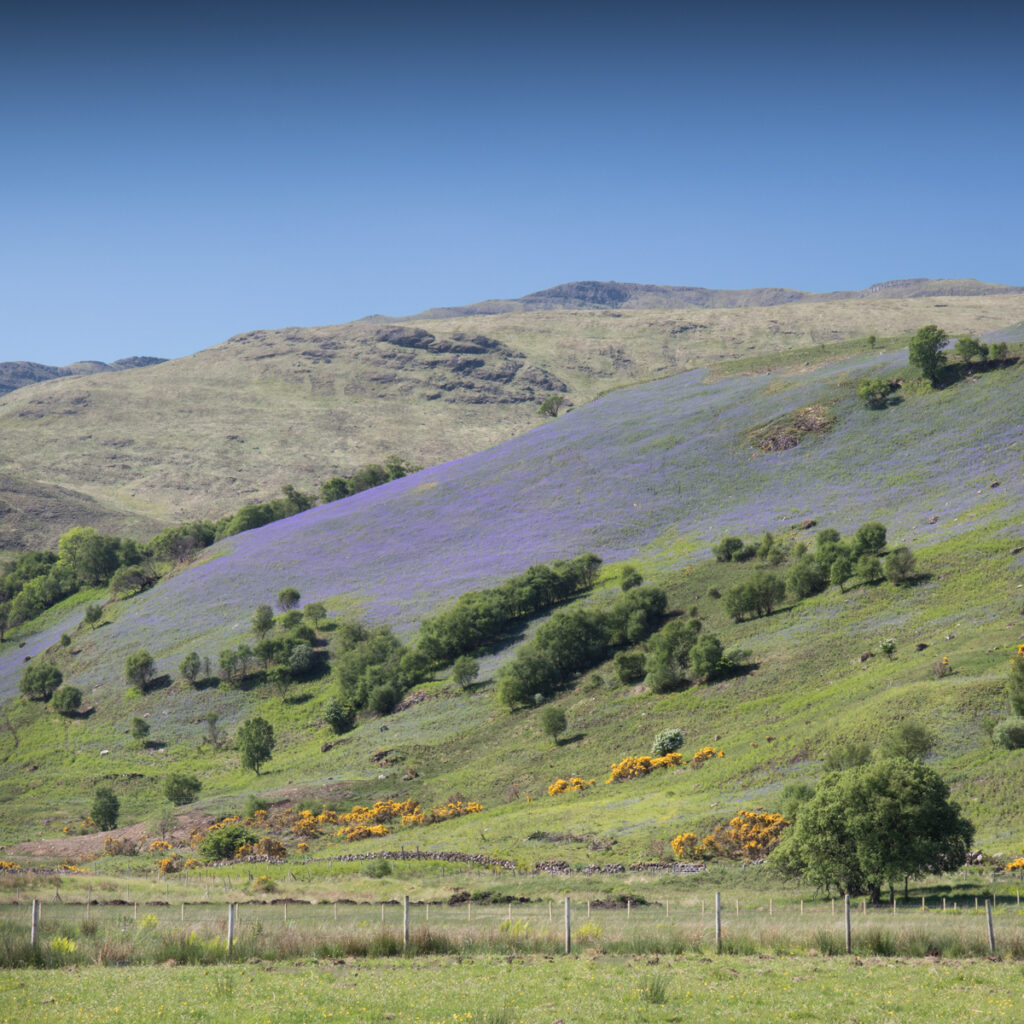 Bluebell hillside