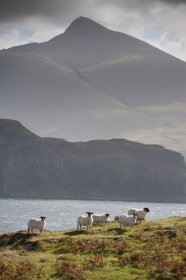 Sheep with Ben More behind