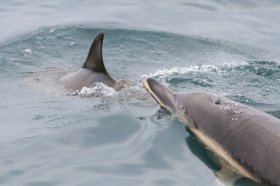 Common Dolphins in the seas around Mull