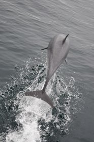 Dolphin leaping off the north west coast of Mull
