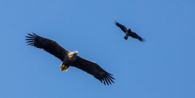 A white tailed eagle with hooded crow above