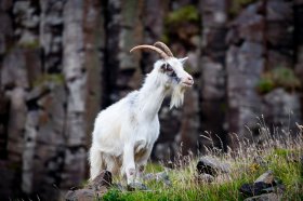 A wild goat along the coast at Carsaig