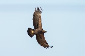 Golden eagle soaring over Mull
