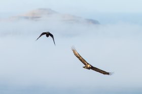 Golden eagle flying with a raven in pursuit and Treshnish Isles behind