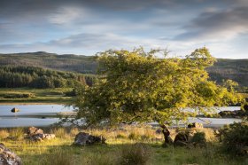 Hawthorn tree on the shore of Loch Cuin north Mull