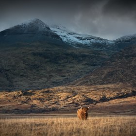 Highland cow in grassland below Ben More in winter