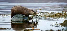 Otter carrying a crab
