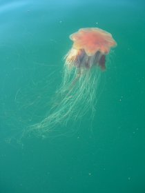 Lion's mane jellyfish are seen around Mull's coast