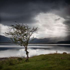 Lone tree on Loch Scridain