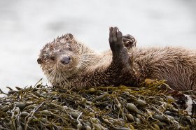 Otter on seaweed 
