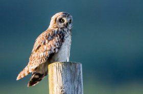 Short eared owl sitting on a fence post
