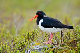 Oystercatchers are widespread on Mull
