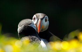 Puffins are a seasonal visitor