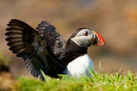 Puffins are seen on Mull's isles during the summer