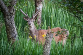Red deer near Moy castle Lochbuie