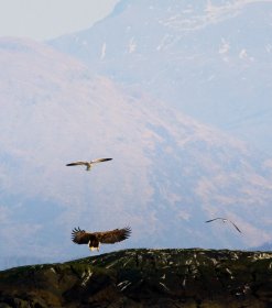 White tail eagle on rocks near Lochdon