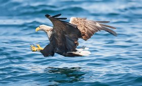 A white tailed sea eagle about to make a catch