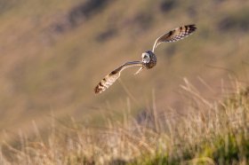 Short eared owl over Mull's grassland