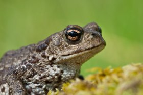  A Mull toad