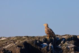 A juvenile white tailed eagle perched on a rock at Loch don