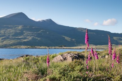 Foxgloves in full bloom with Ben More beyond