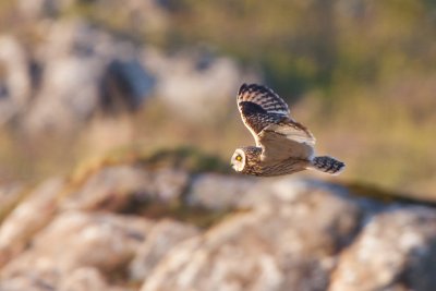 Keep your eyes peeled for short-eared owls quartering