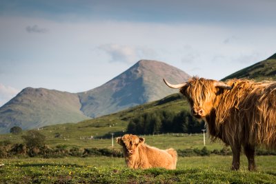 Highland coos aplenty in this charming glen