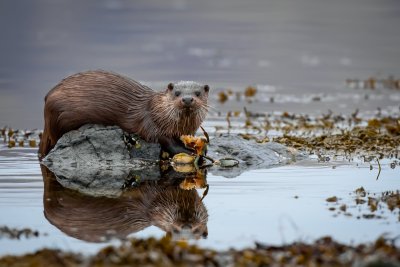 Otter on Loch Cuin