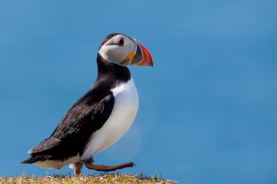 Take a boat trip to see the puffins in season