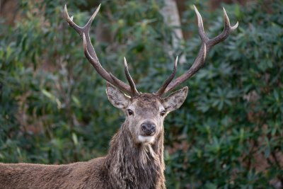 Meet the local red deer at Katrine Cottage