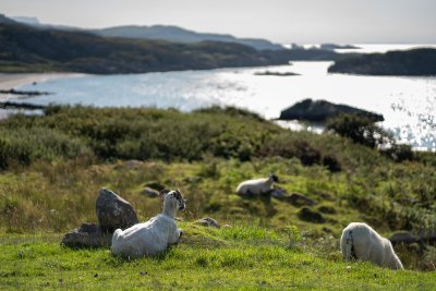 Sheep grazing the surrounding croft fields by the beach