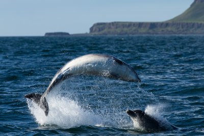 Take a boat trip departing from the village and spot dolphins in the water