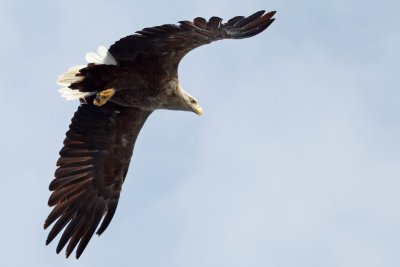 Eagles are seen frequently in the area