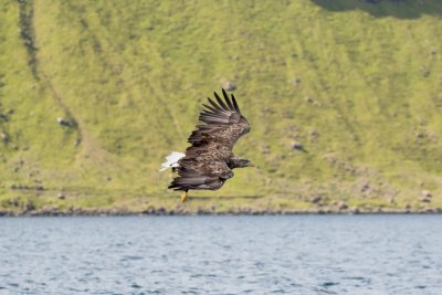 Keep your eyes to the skies for white-tailed sea eagles