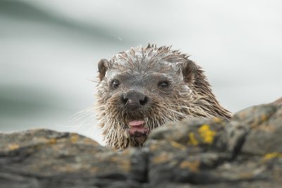 Watch for otters in the lochs