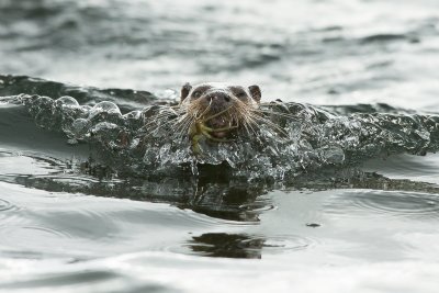 Scan the sea loch for the resident otters