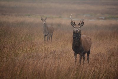 A great area for wildlife, with red deer regularly spotted