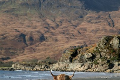 Even the coo's enjoy the beach at Laggan!