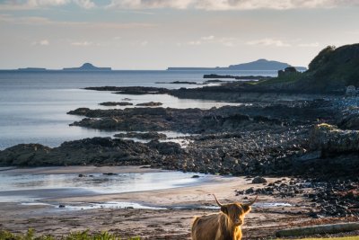 A highland cow above Black beach, in the north west of Mull