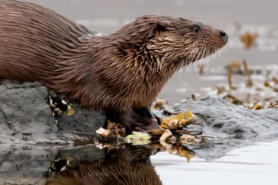 Otters are often seen around the coastline