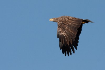 Lots of wildlife to spot, including eagles