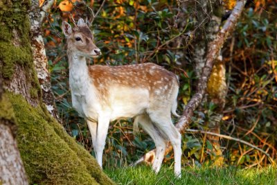 Fallow deer can be seen around Lochbuie