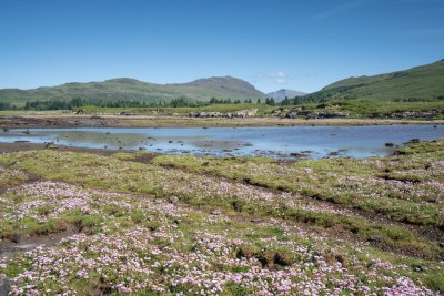 Spot wildflowers as you wander the shoreline