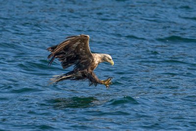 A brilliant area for Mull's magnificent wildlife