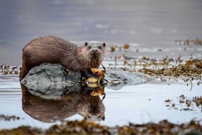 Keep your eyes peeled for otters in the bay