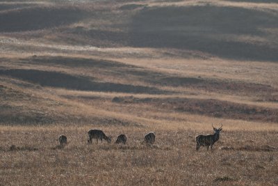 Red deer roam the grasslands and glens