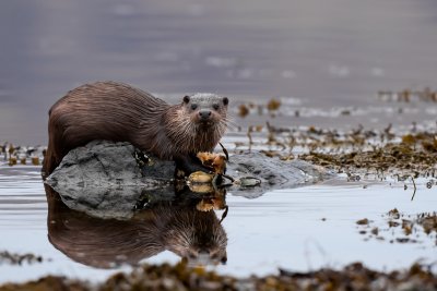 Otters around the coast of Mull