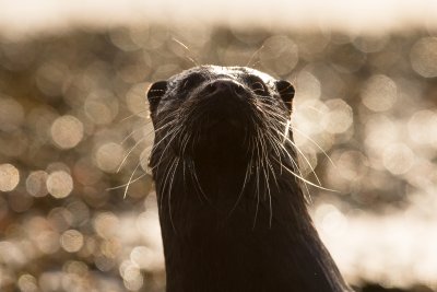 Look out for otters nearby