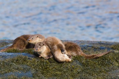 Otters on the shore