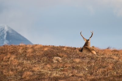 Red deer in the autumn